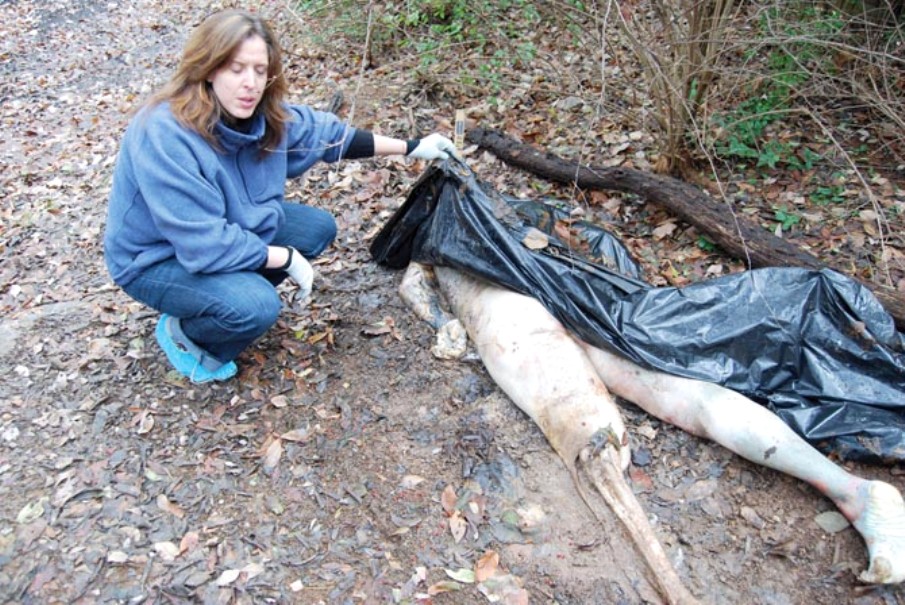 Partially decomposed body