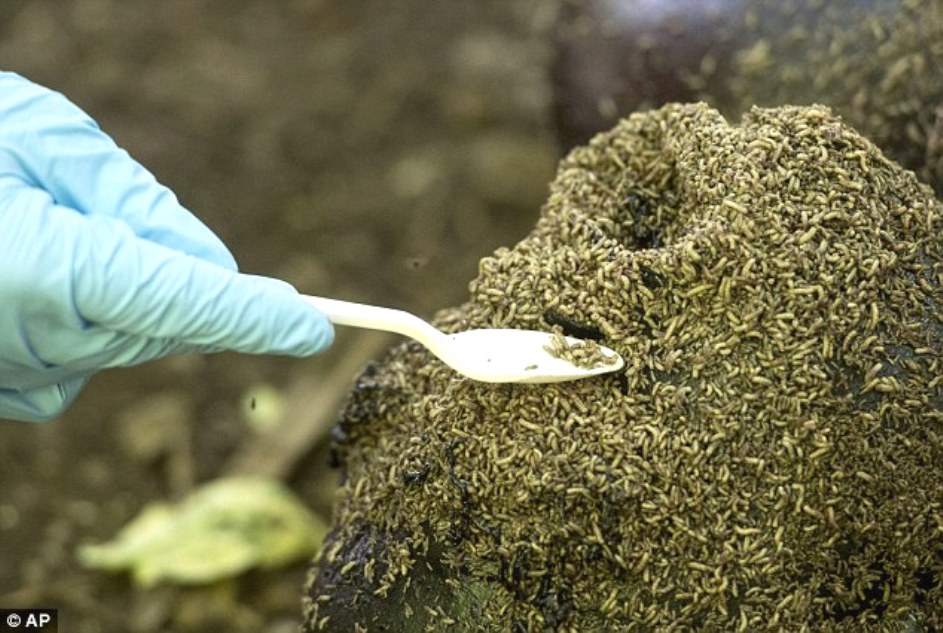 Sampling insects