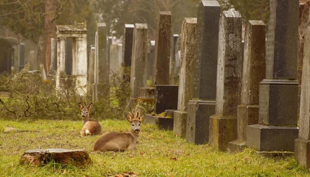 Deers bedding down among the gravestones at a cemetery in Vienna, Austria.