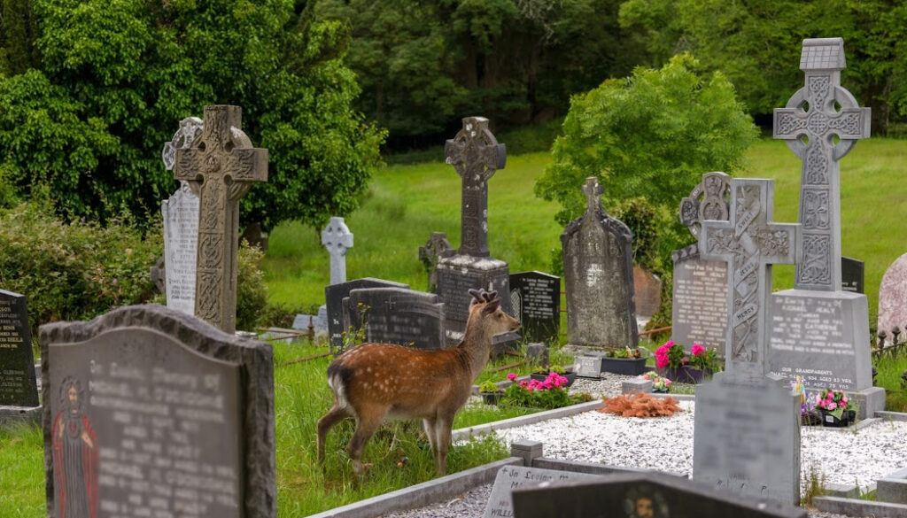 Young deer on the Irish Graveyard of Muckross Abbey, Ireland