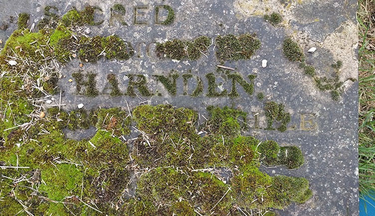 Moss growing in gravestone lettering, Brompton Cemetery, London