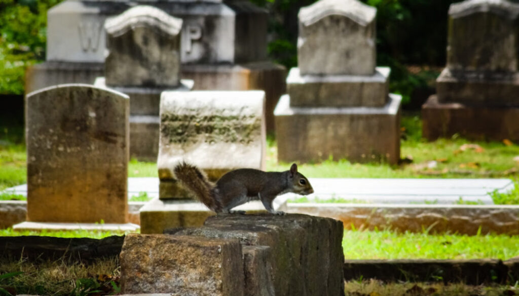 Wild grey squirrel standing on old tombstone at historic Oakland cemetery in Atlanta, Georgia.