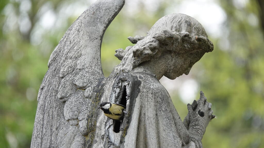 A bird nestled within an angel statue at Père-Lachaise Cemetery, Paris.
